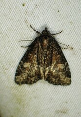 Neoligia subjuncta