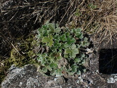 Potentilla villosa