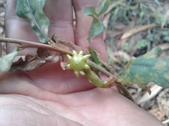 Andricus quercustozae