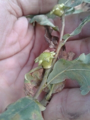 Andricus quercustozae