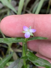 Murdannia keisak
