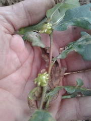 Andricus quercustozae