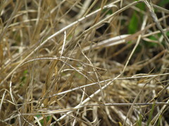 Tetanorhynchini