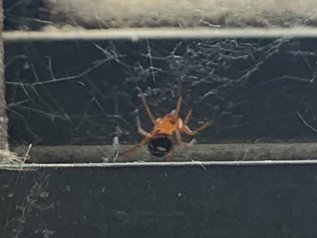 Asagena medialis