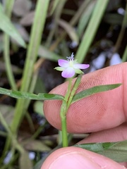 Murdannia keisak