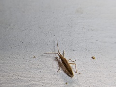 Stenodema trispinosum