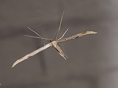 Emmelina