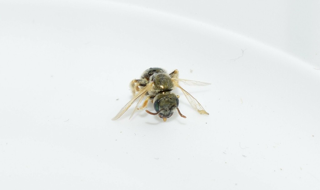 Halictus phryganicus
