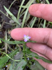 Murdannia keisak