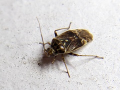 Plagiognathus obscurus