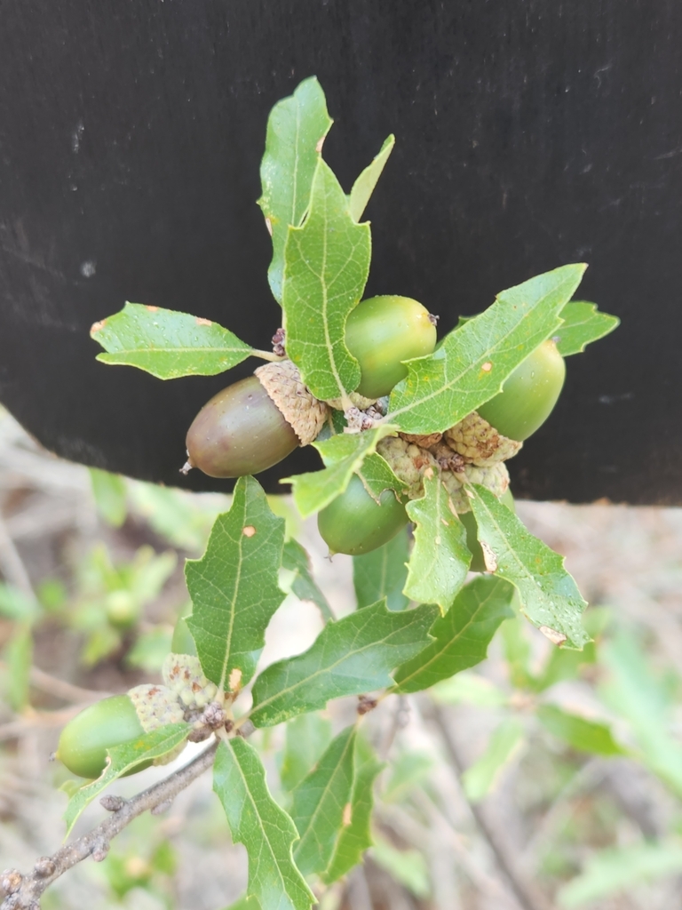 Sandpaper Oak from Rocksprings, TX 78880, USA on September 17, 2022 at