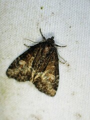 Neoligia subjuncta