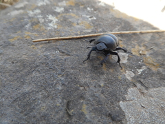 Thorectes intermedius