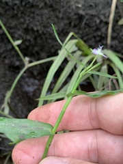 Murdannia keisak