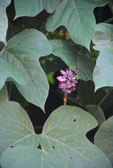 Pueraria montana