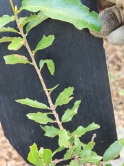 Quercus vaseyana