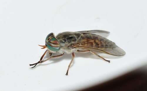 Downland Horsefly