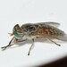 Downland Horse Fly - Photo (c) Σάββας Ζαφειρίου (Savvas Zafeiriou), some rights reserved (CC BY-NC), uploaded by Σάββας Ζαφειρίου (Savvas Zafeiriou)