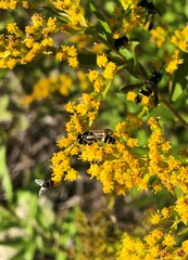 Philanthus bilunatus