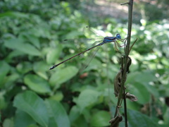 Lestes tenuatus