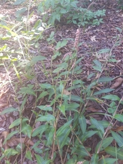 Oplismenus hirtellus