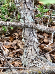 Quercus vaseyana