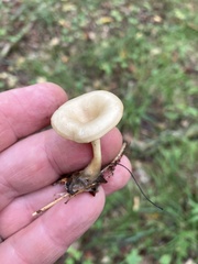 Ampulloclitocybe clavipes