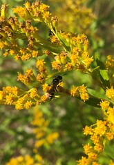 Philanthus bilunatus