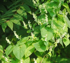 Fallopia scandens