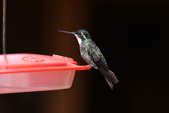 Lampornis castaneoventris
