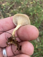 Ampulloclitocybe clavipes