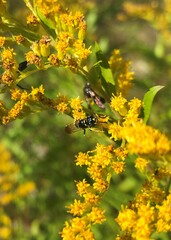 Philanthus bilunatus
