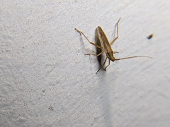 Stenodema trispinosum