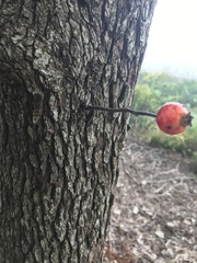 Crataegus crus-galli