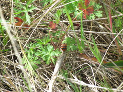 Stiretrus decastigmus