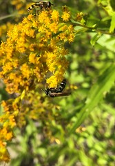 Philanthus bilunatus