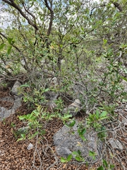 Quercus vaseyana