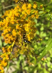 Philanthus bilunatus