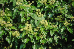Cordia caffra
