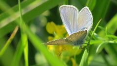 Polyommatus amandus