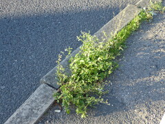 Galinsoga quadriradiata