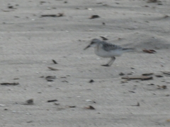 Calidris alba