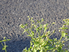 Galinsoga quadriradiata