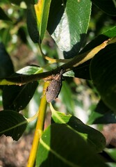 Lepyrus palustris