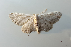 Idaea incisaria