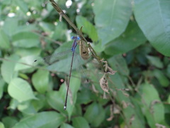 Lestes tenuatus
