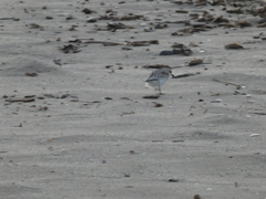 Calidris alba