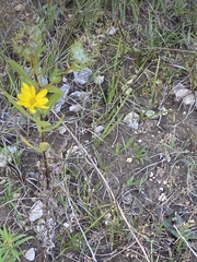 Grindelia lanceolata