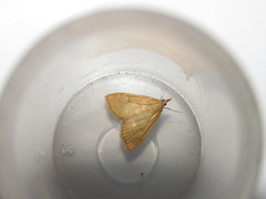 Anania crocealis