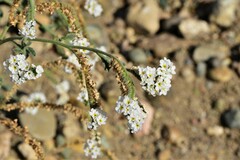 Heliotropium europaeum